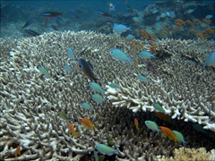Juvenile fish seek refuge amongst the coral to survive; Hafusa Thila, North Ari Atoll