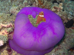 A Maldive anemonefish snug within its sea anemone; Hafusa Thila, North Ari Atoll