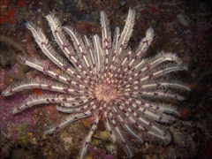 A beautiful feather star unfurls its arms during our night dive at Maaya Thila