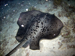 Nighttime is when the stingrays are out and feeding; Maaya Thila night dive