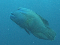 A large male Napoleon Wrasse (also known as humphead wrasse); Kan Thila, North Ari Atoll