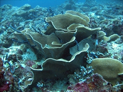 After the devastating coral bleaching in the Maldives back during the 1998 El Nino, its nice to see regrowth of beautiful coral such as this; Kan Thila, North Ari Atoll