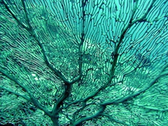 Beautiful coral at Angaga Thila; South Ari Atoll