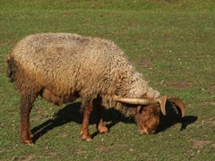 Three horned sheep; Fairy Meadows