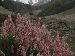Alpine flowers are in full bloom in the middle of summer