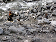 Upon entering the Birir Valley, we were struck by the local dress of the Kalasha women. Here a woman walks her goats by the riverside, while her son trails along