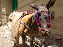 Donkey; Rumbur Valley