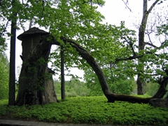 A crooked tree in Sigulda