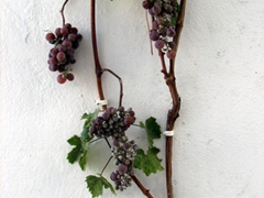 Grapevine growing up against a narrow alleyway; Apiranthos