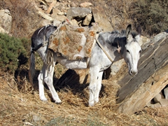 A donkey by the roadside caught our eye