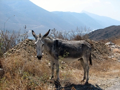 This donkey was roaming the streets of Tholaria