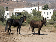 The donkeys of Ios are hobbled to prevent them from wandering away