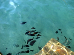 The fish swarm the jetty at Russian Bay