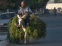 An overloaded donkey and its rider; Ayni