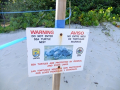 Luckily, PR is a popular destination for sea turtles to nest...their nesting grounds are strictly off limits
