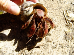 Hermit crabs are seen all over Culebrita