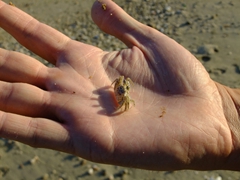 This tiny crab wasn't quite sure what to make of Robby's ginormous hand