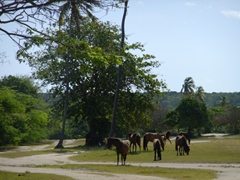 Wild horses at Sun Bay