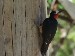 Lucky us! We got to see the Puerto Rican Woodpecker which is common in the main island of PR but rare on the island of Vieques. Here is a nesting pair at Playa Media Luna