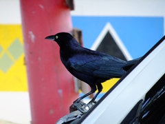Cheeky black bird that mischievously forages for food