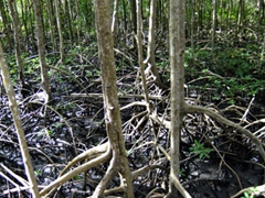 Mangrove trees surrounding Marigot Bay