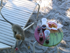 A cheeky monkey grabs French fries, dips them in ketchup and downs a swig of coke!!!