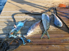 Not a bad haul from an afternoon deep sea fishing charter