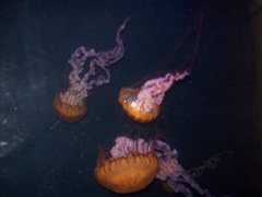 Massive jellyfish; Atlantis Resort