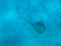 The crystal blue Barbados waters allowed us to clearly see this stingray located about 20 feet below us