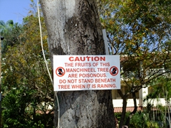 Its counterintuitive to NOT stand under a tree when its raining but heed this sign...the manchineel tree fruits are poisonous!