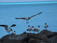 Seagulls touching down on their favorite hangout; Jolly Beach