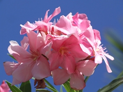 Pretty pink flowers