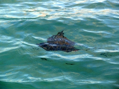 Spotted ray skimming just beneath the surface; Shoal Bay