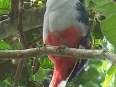 National bird of Cuba, a red leg thrush bird