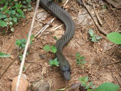 Thankfully Cuba has no poisonous snakes, but we still steered clear of this one at Topes de Collantes