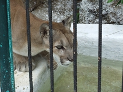 A disabled puma (one of its paws had been mangled) cautiously drinks some water at the Casino Campestre Zoo
