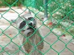 The Casino Campestre Zoo's raccoons have us in hysterics as we watched them greedily devour and then vainly try to get peanut butter unstuck from their teeth
