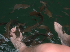 Robby stays calm as catfish swarm his feet at the Lake of the Pregnant Maiden (Tasik Dayang Bunting); Langkawi