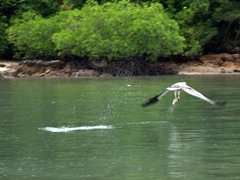 View of an eagle swooping down to feed at Pulau Singa Besar