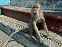A long tailed macaque monkey carries her baby while begging for food; Batu Caves