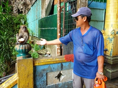 This monkey is not finding Anh Hai's antics amusing! Here, it protectively guards its coconut treat; Batu Caves