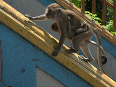 A monkey tirelessly looks for more food from unsuspecting tourists while her baby clings on; Batu Caves