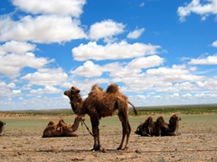 Bactrian camels roped off near Flaming Cliffs