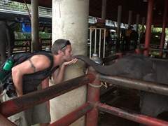 Robby gets an elephant kiss!