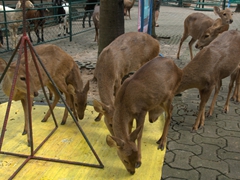 Hungry deer looking for a food handout; Nong Nooch Petting Zoo