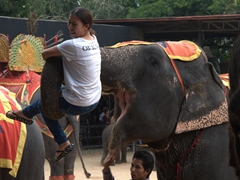 Visitors can pay for a little one on one time with the elephants at Nong Nooch Garden