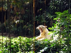 A white tiger yawns before taking a snooze; Singapore zoo