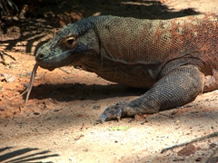 Komodo dragon; Singapore zoo
