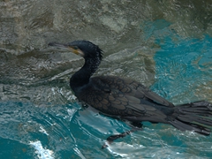 A cormorant keeps a lookout for floating fish during the penguin feeding session; Jurong Bird Park