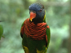 Portrait of a lory, which is a small parrot with a special brush-tipped tongue used to feed on nectar and soft fruits; Jurong Bird Park